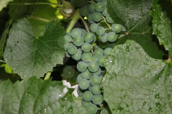 Grapes with green leaves on the vine 20536
