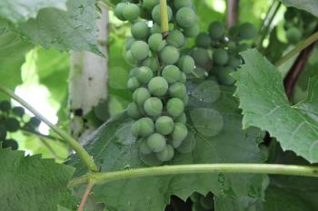Grapes with green leaves on the vine 20537
