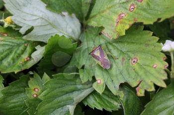 Green bedbug on a green leaf with natural background 20489