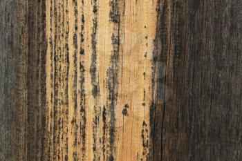 Pattern of the old dry pine boards 20549