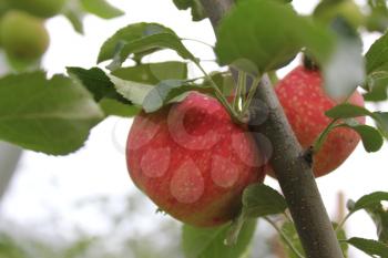 Red ripe apples on a branch 20498