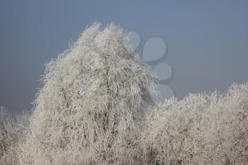 Snow-covered and frozen trees in the fog 30398
