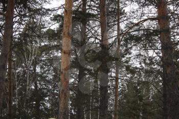 Birch and pine trees in the park 30421