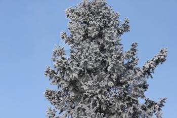 The branches of a Christmas tree in the snow 30387
