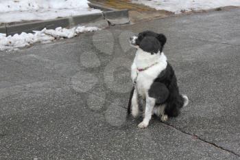 Black and white dog sitting on its hind legs on the asphalt 30347