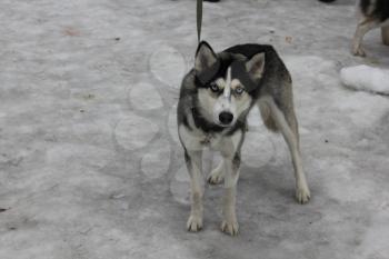Domestic dog husky walk at the winter park 30473