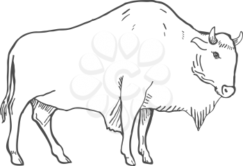 Hand Drawn Buffalo Illustration isolated on white. Vector illustration