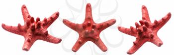 Set of starfish family close up macro detail isolated