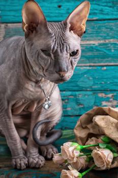 cat breed Sphynx posing near a small bright bouquet of roses.Selective focus