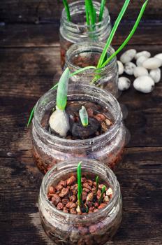 Seedlings of flowers in glass jars with drainage
