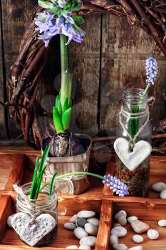 Hyacinth flowers and sprouts in glass jars in wooden box