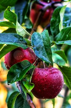 branches of Apple trees with ripe,juicy fruits