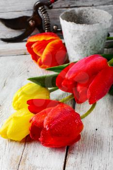 bouquet of cut tulips and garden tools