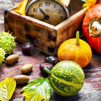 Autumn decorative pumpkin,chestnuts and retro clock