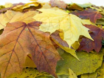 the  beautiful autumn leaves season  background