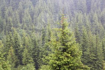 The spruce growing up in the Carpathian mountains