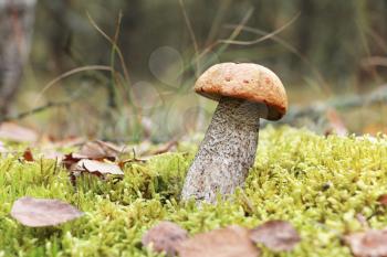 The Leccinum grow in the green moss forest, mushroom growing in the sun rays, close-up photo