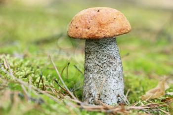 The Leccinum growing in wood, orange-cap mushroom grow in the green moss, close-up photo