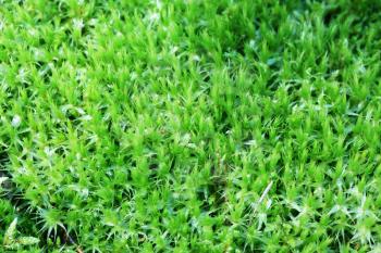 The green forest moss close-up nature background