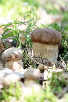 Many little ceps grow in the green moss forest, boletus growing in the sun rays, close-up photo