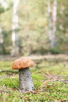 The orange-cap mushroom grow in the green moss birch forest leccinum growing in wood, close-up vertical photo