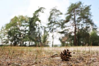 Pine cone on sand near the tree