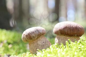 Two white ceps which grows in the moss wood, boletus in the sun rays, close-up photo