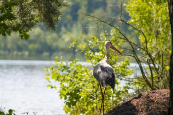 Walking stork lake and forest. Beautiful big bird in nature