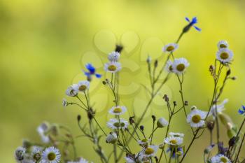 Field flowers chamomile and cornflower. Beautiful flower background. Nature summer floral plants wallpaper