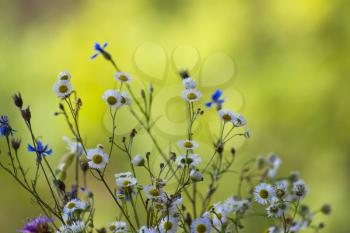 Field flowers chamomile and cornflower. Beautiful flower natural blur background. Nature summer floral plants wallpaper