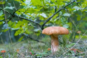 Big boletus grow in oak grove. Cep mushroom growing in forest. Boletus grows under tree. Beautiful edible autumn big raw bolete