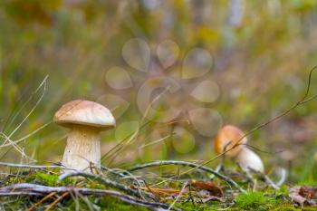 Two small cep mushrooms grows in wood. Boletus grow in forest. Beautiful edible autumn big raw bolete