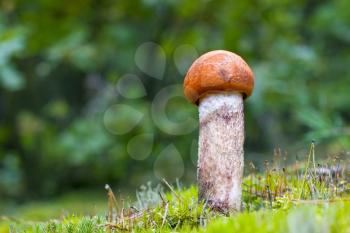 Small leccinum mushroom growing in forest moss. Orange cap boletus grow in wood. Beautiful edible autumn bolete