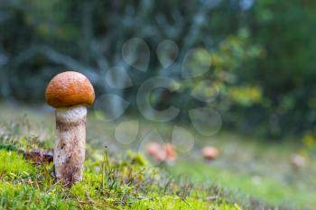 Small leccinum mushroom grow in forest. Orange cap boletus growing in moss. Beautiful edible autumn bolete