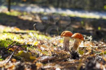 Two mushrooms grow in sun rays forest. Leccinum growing in sunny wood. Beautiful edible autumn raw bolete