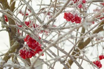 Red viburnum frozen on branches. Winter seasonal berries