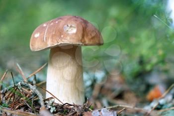 Big edible one cep growing in wood. White fresh mushroom grow in forest. Beautiful bolete and vegetarian food