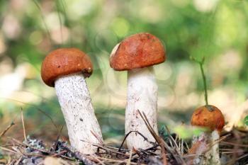 Many small orange cap boletus close-up growing in wood. Leccinum mushroom grow in needles forest. Beautiful little bolete