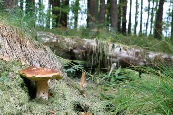 Old cep growing in moss wood. White big fresh mushroom grow in forest. Beautiful bolete and vegetarian food