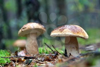 Three boletus grow in wood. White fresh mushrooms growing in forest. Beautiful ceps and mushrooms rain