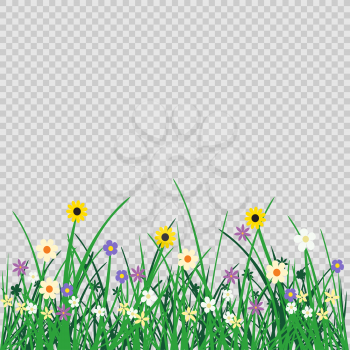Wild flowers plant and grass on transparent background. Nature spring or summer abstract flora mockup. Chamomile cornflower violet snowdrop grow on natural agriculture backdrop