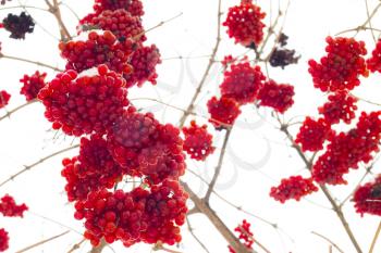 Hanging bunch of viburnum. Cold fruits hang on branches. Winter seasonal berries