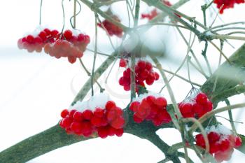 Viburnum fruits hang on frost branches. Winter seasonal berries