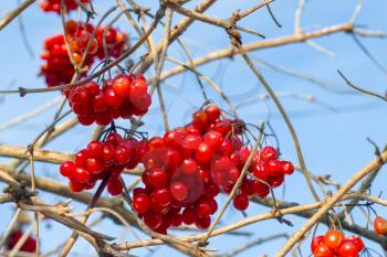 Red viburnum on the branches. Beautiful winter seasonal berries