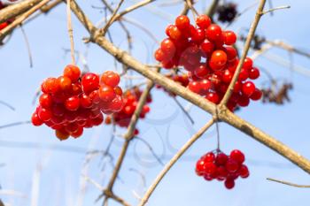 Viburnum on the branches. Beautiful winter seasonal berries