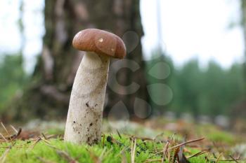 Fresh long fungus growing in grass wood. White mushroom boletus grow in forest. Beautiful edible cep