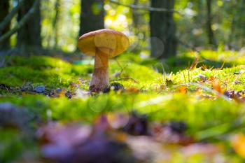 Large summer cep mushroom growing and shining in sun rays forest. Boletus grow in sunny wood. Beautiful edible autumn big raw bolete