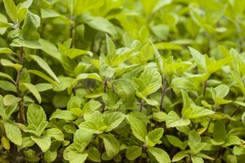 Little mint grows in nature. Spearmint herb leaves. Summer season peppermint plant background