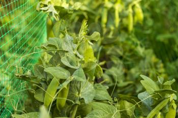 Peas with tendrils grows on grid. Vegetable diet plant. Vegan food ingredient
