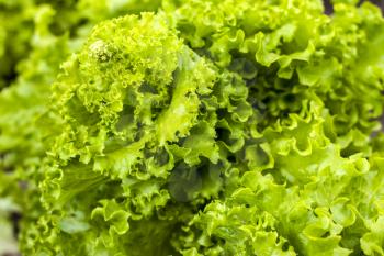Green lettuce grows with seeds grows. Vegetable diet plant. Vegan food ingredient